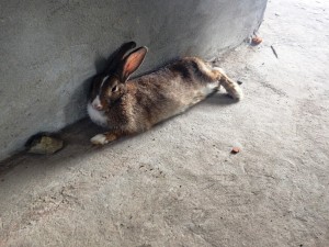 ミャンマーニュース11