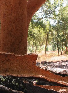 cork-image